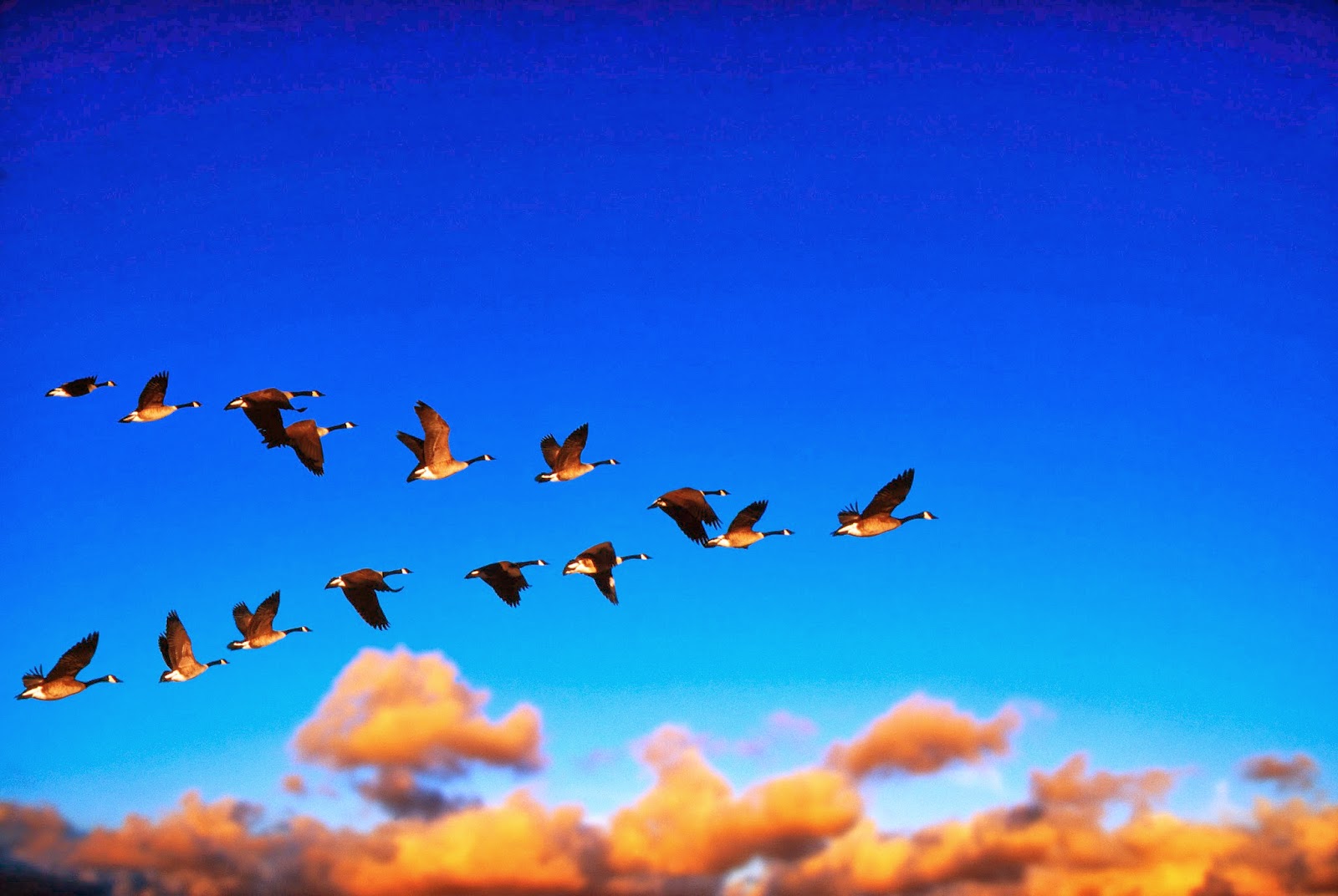 Canada Geese Flying at Sunrise --- Image by © Chase Swift/CORBIS