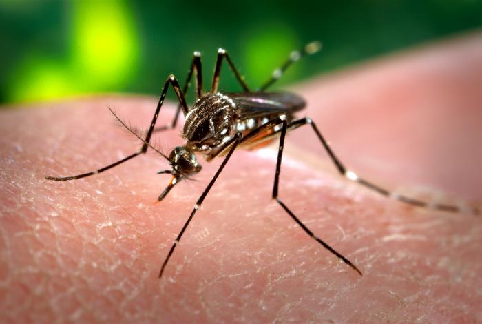 Aedes_aegypti_CDC-Gathany